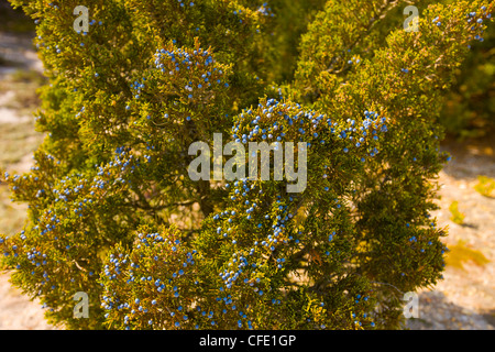 Gemeinsamen Wacholder (Juniperus Communis) gefüllt mit reifen Beeren, Island Beach State Park, New Jersey, Vereinigte Staaten von Amerika Stockfoto