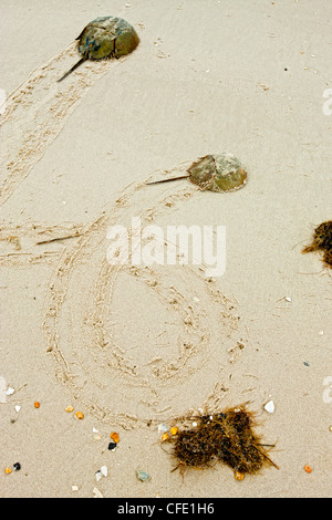 Atlantic Pfeilschwanzkrebse, (Limulus Polyphemus) kommen an Land zur Eiablage, DelewareBay, New Jersey, Vereinigte Staaten von Amerika Stockfoto