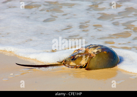 Atlantic Pfeilschwanzkrebse, (Limulus Polyphemus) kommen an Land zum legen von Eiern, Ostpunkt, Deleware Bay, New Jersey, Vereinigte Staaten Stockfoto