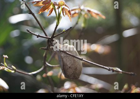 Riesige Seide Motte Kokon auf rot-Ahorn-Baum Stockfoto