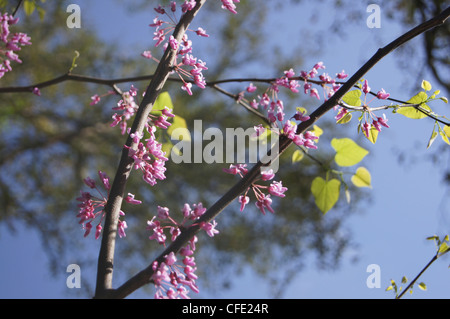 Ostredbud Cercis Canadensis blühenden Ast Stockfoto