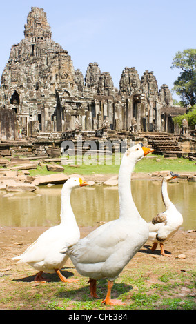 Drei Gänse watscheln entlang auf der Suche nach Nahrung vor Bayon Tempel Stockfoto