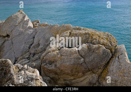 Fossiler Wald, Lulworth Cove, Dorset, England Stockfoto