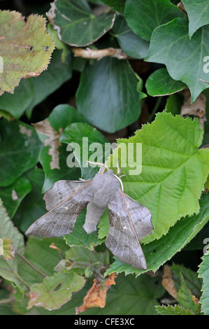 Pappel-Hawk-Moth: Laothoe populi Stockfoto