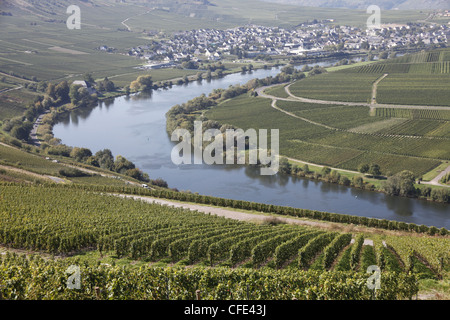 Mosel Kurve in Leiwen, Mosel, Mosel, Rheinland-Pfalz, Deutschland, Europa Stockfoto