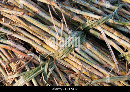Zuckerrohr-Ernte in Indien Stockfoto