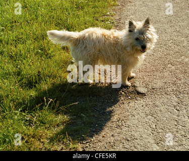 Cairn-Terrier und Schatten auf Feldweg Stockfoto