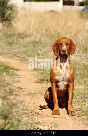 Streunenden Sie Hund sitzt alleine in einem Feld Stockfoto