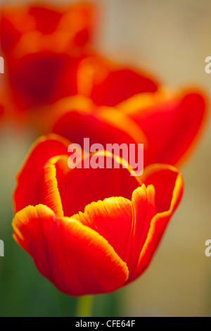 England, Northumberland, Rothbury. Blühende Tulpen im formalen Garten Cragside Estate (National Trust). Stockfoto