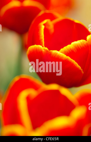 England, Northumberland, Rothbury. Blühende Tulpen im formalen Garten Cragside Estate (National Trust). Stockfoto