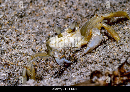 Atlantic Ghost Krabben Ocypode Quadrata am Strand in Boca Raton Florida Stockfoto