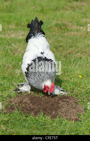 Sussex Haushuhns Rasse Essex, UK BI021212 Stockfoto