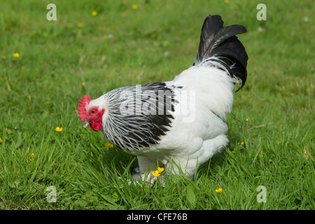 Sussex Haushuhns Rasse Essex, UK BI021214 Stockfoto