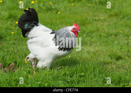 Sussex Haushuhns Rasse Essex, UK BI021216 Stockfoto