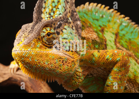 (Verhülltes) Jemen Chamäleon, Chamaeleo Calyptratus. Stockfoto