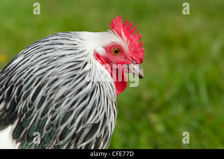 Sussex Haushuhns Rasse Essex, UK BI021218 Stockfoto