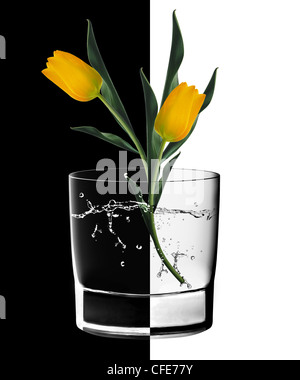 Gelbe Tulpen und Wasserglas bei Gegenlicht auf den schwarzen und weißen Hintergrund. Stockfoto