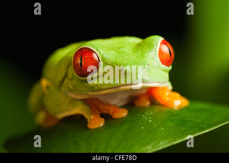 Rotäugigen Baumfrosch. Stockfoto