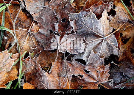 Frost gebissen Baum Blätter auf dem Boden Stockfoto