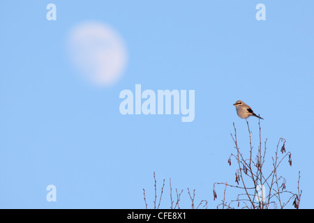 Große graue Würger (Lanius Excubitor) Baumkrone mit einem Mond gehockt. Stockfoto