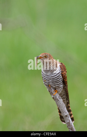 Gemeinsamen Kuckuck (Cuculus Canorus), erwachsenes Weibchen mit einem Wurm. Europa Stockfoto