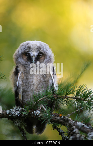 Junge Waldohreule (Asio Otus) ist ein kleines Nickerchen. Stockfoto