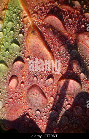 Gefallene Aspen Blatt mit Wassertropfen am frühen Morgen. Europa Stockfoto