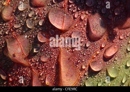 Gefallene Aspen Blatt mit Wassertropfen am frühen Morgen. Europa Stockfoto