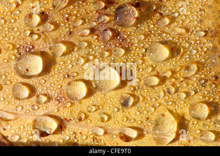 Gefallene Aspen Blatt mit Wassertropfen am frühen Morgen. Europa Stockfoto