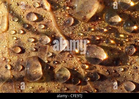 Gefallene Aspen Blatt mit Wassertropfen am frühen Morgen. Europa Stockfoto