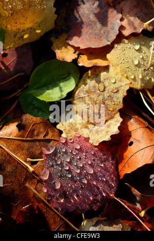 Gefallene Aspen Blatt mit Wassertropfen am frühen Morgen. Europa Stockfoto