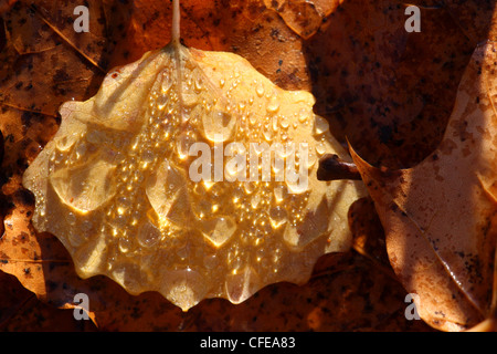 Gefallene Aspen Blatt mit Wassertropfen am frühen Morgen. Europa Stockfoto