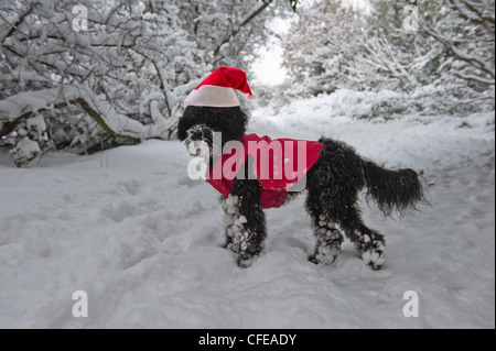 Ein kleiner schwarzer Hund mit einem Santa Hut und Jacke im Schnee. Hastings. East Sussex. UK Stockfoto