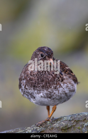 Porträt der Meerstrandläufer (Calidris Maritima), Europa Stockfoto