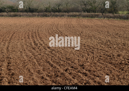 Gepflügte Feld (nach Geeggt werden). [Schwerpunkt Hinweis in der Beschreibung.] Metapher für Ernährungssicherheit/wachsenden Lebensmittel, gepflügten Boden, gepflügte Erde. Stockfoto