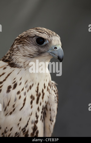 Gerfalke (Falco Rusticolus). Porträt. Stockfoto