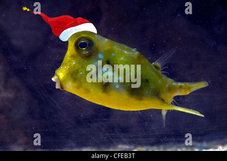 Ein Longhorn Cowfish tragen einer Weihnachtsmütze Stockfoto