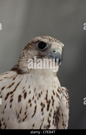 Gerfalke (Falco Rusticolus). Porträt. Stockfoto