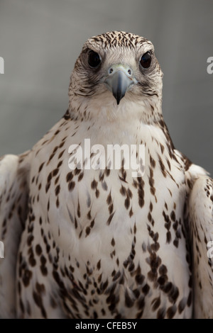 Gerfalke (Falco Rusticolus). Porträt. Stockfoto