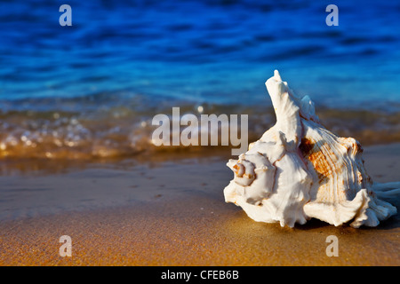 Muschel am Sommerstrand direkt am Meer Stockfoto