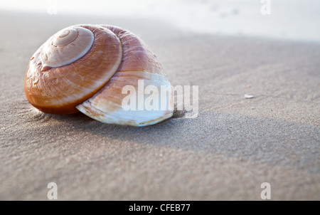 Muschel am Sommerstrand direkt am Meer Stockfoto