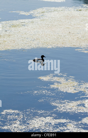 Reiherenten (Aythya Fuligula). Dass nach einer Fütterung Tauchgang inmitten Aquatic schwimmende Wasservegetation aufgetaucht. Stockfoto