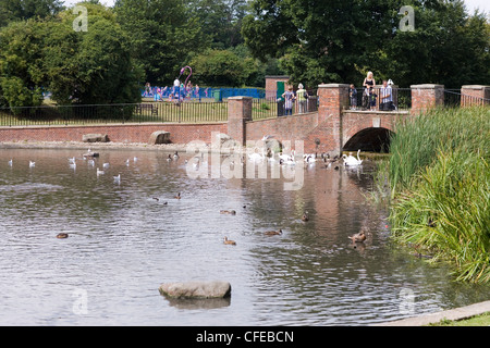 Verulamium Park; See und Wasservögel. St. Albans. Hertfordshire. England. Stockfoto