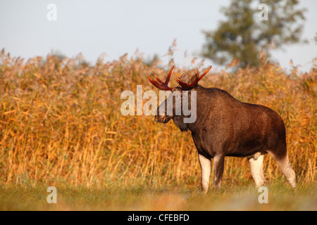 Stier Elch (Alces Alces) in den frühen Morgenstunden. Europa Stockfoto