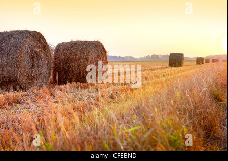Sonnenaufgang über dem geernteten Feld mit Heuballen Stockfoto