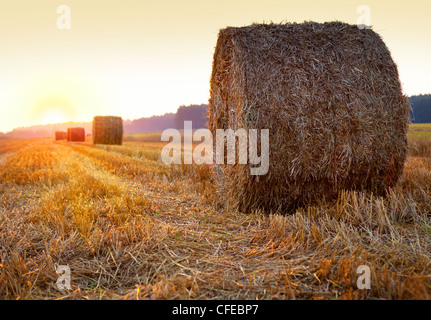 Sonnenaufgang über dem geernteten Feld mit Heuballen Stockfoto