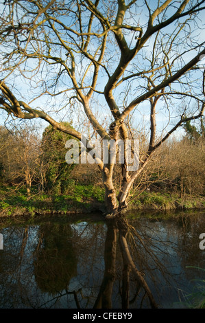 Reflexionen im Baum gesäumten Fluss Wandle an Phipps Brücke in Süd-London Stockfoto