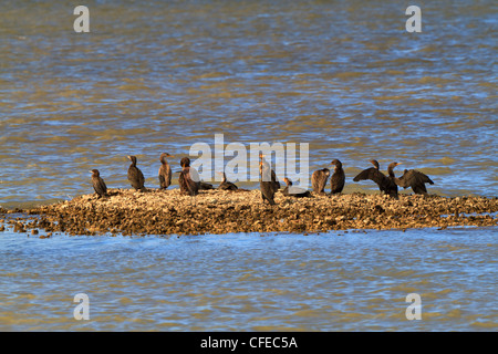 Eine Gruppe von Kormoranen sitzen auf einem kleinen Austern Riff in den Intracoastal Waterway in Texas. Stockfoto