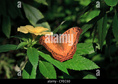 Kreuzer Schmetterling, Vidula Dejone Erotella, Männchen ernähren sich von Turnera subulata Stockfoto