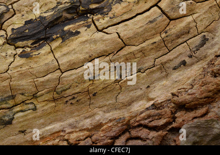 Fäulnis Apfelbaum stumpf - Detail zu schließen. Stockfoto